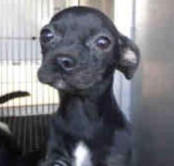 Medium Photo #1 Chug Puppy For Sale in Claremore, OK, USA