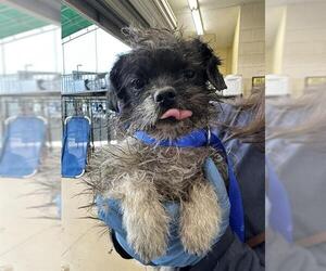 Mutt Dogs for adoption in Chula Vista, CA, USA