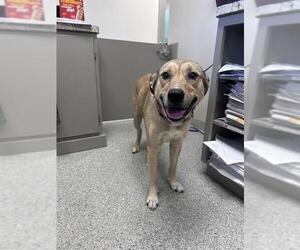 Shepradors Dogs for adoption in Pasadena, TX, USA