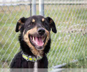 Labrador Retriever Dogs for adoption in Grasswood, Saskatchewan, Canada