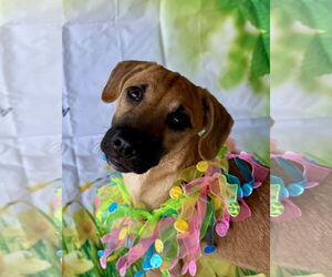 Black Mouth Cur-Unknown Mix Dogs for adoption in Jefferson, NJ, USA