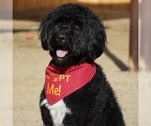 Miniature Labradoodle Dogs for adoption in San Diego, CA, USA