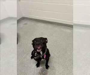 American Pit Bull Terrier-Unknown Mix Dogs for adoption in Fort Collins, CO, USA