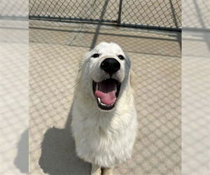 Great Pyrenees Dogs for adoption in London, Ontario, Canada