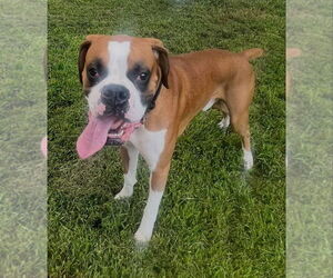 Boxer Dogs for adoption in Burnsville, MN, USA