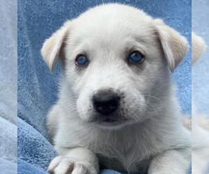 Collie-Unknown Mix Dogs for adoption in San Diego, CA, USA