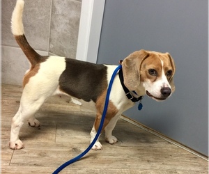 Beagle Dogs for adoption in Chester, NJ, USA