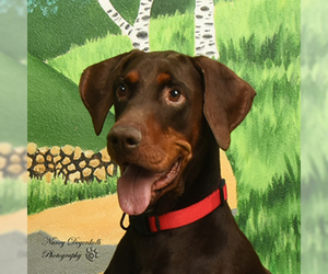Doberman Pinscher Dogs for adoption in Rohnert Park, CA, USA
