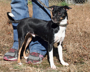 Italian Greyhuahua Dogs for adoption in Eureka Springs, AR, USA