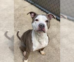 American Pit Bull Terrier Dogs for adoption in Crete, IL, USA