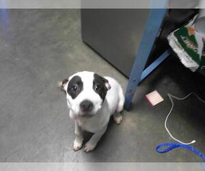American Pit Bull Terrier Dogs for adoption in Tulsa, OK, USA