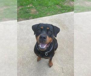Rottweiler Dogs for adoption in Parker Ford, PA, USA