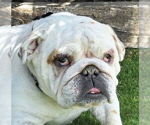 Bulldog Dogs for adoption in Albuquerque, NM, USA