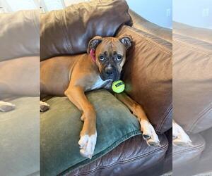 Boxer-Unknown Mix Dogs for adoption in Rockwall, TX, USA