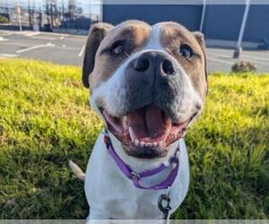 Mutt Dogs for adoption in Martinez, CA, USA