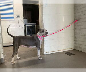 American Pit Bull Terrier Dogs for adoption in San Bernardino, CA, USA
