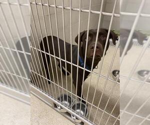 Labrador Retriever Dogs for adoption in Virginia Beach, VA, USA