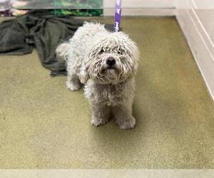 Poodle (Miniature)-Unknown Mix Dogs for adoption in Moreno Valley, CA, USA