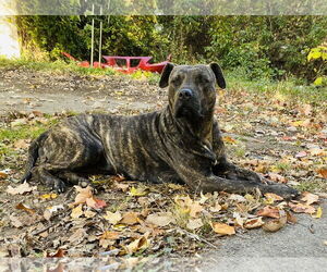 American Pit Bull Terrier-Unknown Mix Dogs for adoption in Germantown, OH, USA