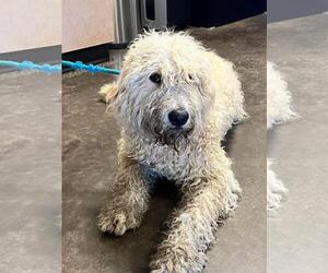 Miniature Labradoodle Dogs for adoption in Rockwall, TX, USA