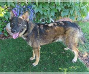 German Shepherd Dog-Unknown Mix Dogs for adoption in Oklahoma City, OK, USA