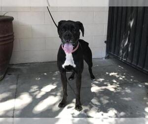 Boxer Dogs for adoption in pomona, CA, USA