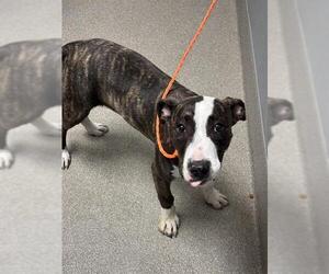 American Pit Bull Terrier-Unknown Mix Dogs for adoption in Las Vegas, NV, USA