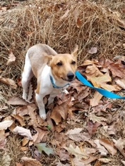 Jack Russell Terrier-Unknown Mix Dogs for adoption in Red Lion, PA, USA