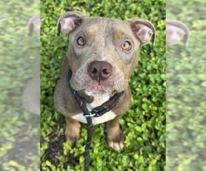 American Staffordshire Terrier Dogs for adoption in Fort Lauderdale, FL, USA