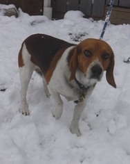 Beagle Dogs for adoption in Stockport, OH, USA