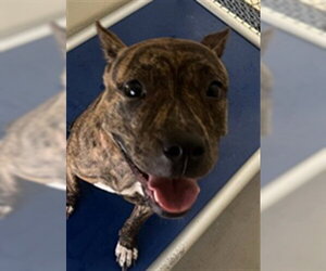 Mutt Dogs for adoption in Sanford, FL, USA