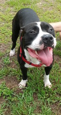 American Staffordshire Terrier Dogs for adoption in DeLand, FL, USA