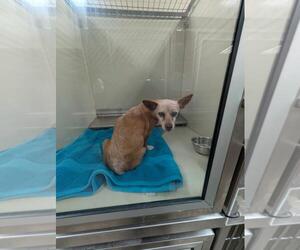 Chihuahua-Unknown Mix Dogs for adoption in Upland, CA, USA