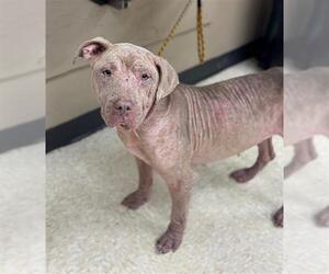 American Pit Bull Terrier Dogs for adoption in Conroe, TX, USA