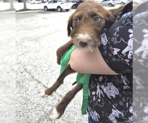 Medium Photo #1 Labrador Retriever-Unknown Mix Puppy For Sale in Houston, TX, USA