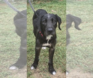 Poodle (Standard)-Unknown Mix Dogs for adoption in Rustburg, VA, USA