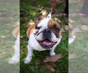 Bulldog Dogs for adoption in Tallahassee, FL, USA
