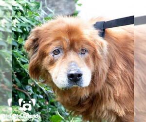 Chow Chow-Unknown Mix Dogs for adoption in Mount Juliet, TN, USA