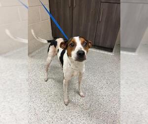 Rat Terrier-Unknown Mix Dogs for adoption in Conroe, TX, USA