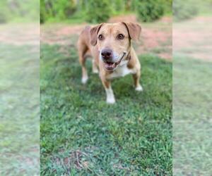 Beagle-Unknown Mix Dogs for adoption in Greenville, SC, USA