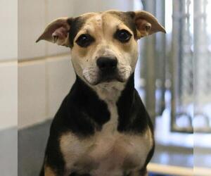 American Staffordshire Terrier-Unknown Mix Dogs for adoption in San Antonio, TX, USA