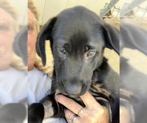 Labrador Retriever-Unknown Mix Dogs for adoption in North Myrtle Beach, SC, USA