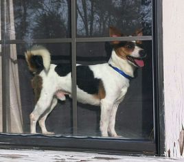 Rat Terrier Dogs for adoption in Texarkana, TX, USA