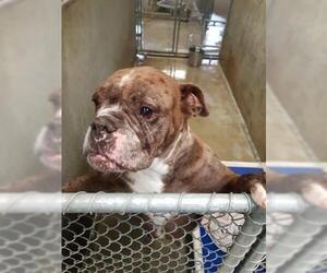Bulldog Dogs for adoption in Bakersfield, CA, USA