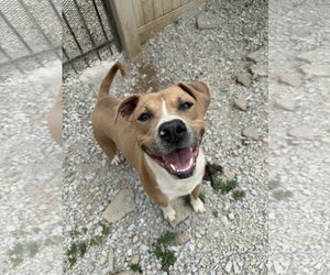 American Pit Bull Terrier-Unknown Mix Dogs for adoption in Corning, AR, USA