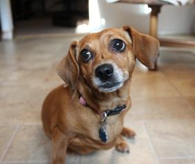 Dachshund Dogs for adoption in Cedar Rapids, IA, USA