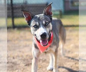 - Mix Dogs for adoption in San Antonio, TX, USA
