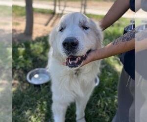 Great Pyrenees Dogs for adoption in Modesto, CA, USA