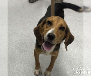 Beagle-Unknown Mix Dogs for adoption in Washington, DC, USA