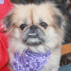 Pekingese Dogs for adoption in Garfield Heights, OH, USA